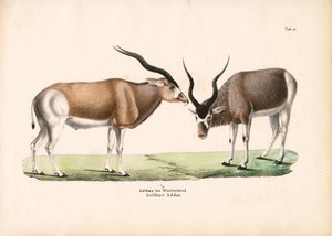 Addax-antilope i vinterfrakk av Conrad Kull