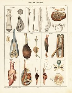Anatomi av toskallede bløtdyr. ,1841 (litografi) av Conrad Kull