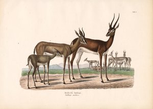 Arabisk oryx i halvørken av Conrad Kull