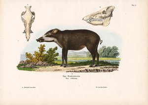 Båndet gris med anatomiske detaljer av Conrad Kull