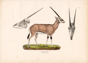 Beisa Oryx med hodeskalleutsikt