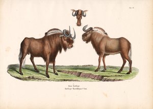 Svart gnu med hodedetalj av Conrad Kull