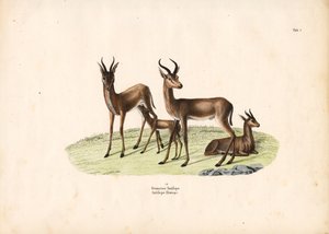 Vanlig gaselle i familiegruppe av Conrad Kull