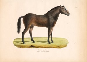 Krøllehåret hest