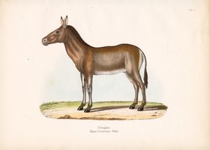 Dziggetai eller mongolsk vill esel