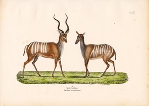 Stor kudu i hann- og hunnform