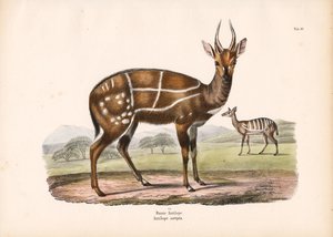 Selebasert antilope med unger