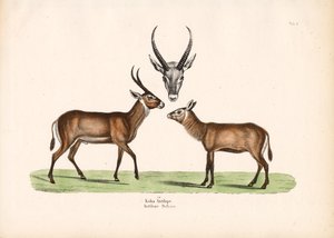 Antilope av Conrad Kull