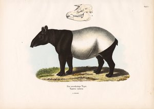 Malaysisk tapir av Conrad Kull