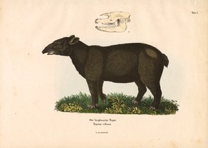 Fjelltapir av Conrad Kull