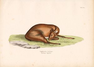 Ogilbys duiker i hvileposisjon av Conrad Kull