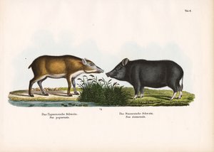 Papuansk gris og siamesisk gris