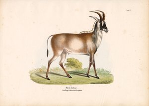 Roan antilope