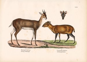 Salt#39;s Dik-dik og Common Duiker av Conrad Kull