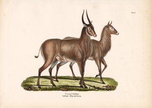 Senegal-antilope av Conrad Kull