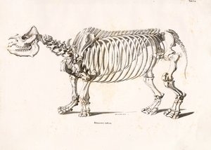 Skjelettet til det indiske neshornet