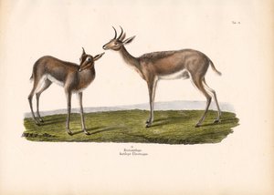 Sørlig rørbukk av Conrad Kull