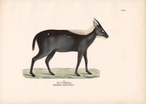 Den sumatriske serowen