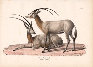 Hvit oryx