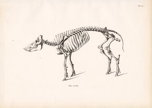 Villsvinskjelett av Conrad Kull