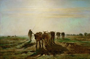 Boeufs se rendant au travail