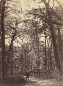 Skogscene, ca. 1865.