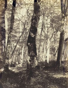 Studie i Barbizon-skogen, 186069.