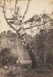 Studie av et bjørketre, Barbizon