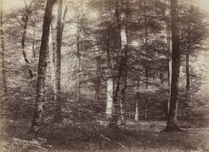 Uten tittel (The Forest of Fontainebleau)