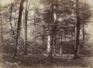 Uten tittel The Forest of Fontainbleau, ca. 1874.