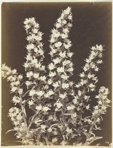 Uten tittel [blomstrende plante], ca. 1870.