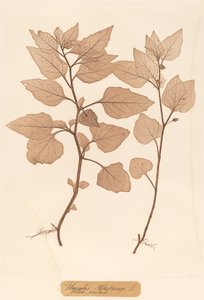 Physalis Alkekengi av Constetin von Ettinghausen and Alois Pokorny