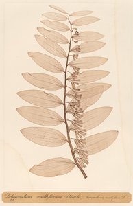 Polygonatum multiflorum Monch av Constetin von Ettinghausen and Alois Pokorny