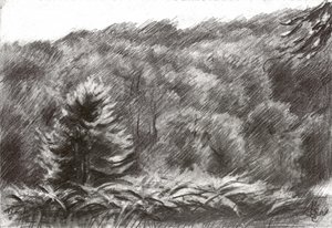 Tegning av furuskog av Corné Akkers