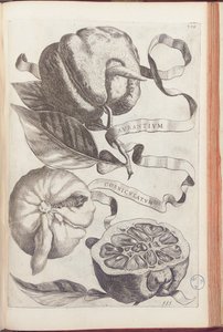 Horned Orange, plate 409 fra "Hesperides or de Malorum Aureorum Cultura et Usu Libri quatuor" av Giovanni Battista Ferrari, 1646