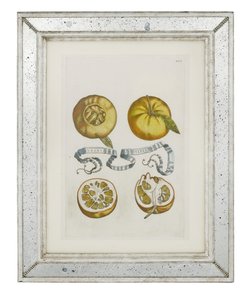 Appelsiner, tallerken 405 fra "Hesperides or de Malorum Aureorum Cultura et Usu Libri quatuor" av Giovanni Battista Ferrari, 1646