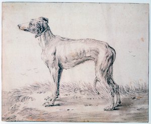 Greyhound, 1644