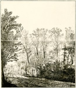 Sti gjennom en skog
