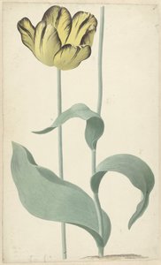 Av tulp Bizard Louis d