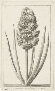 Hyacint av Cornelis van Noorde