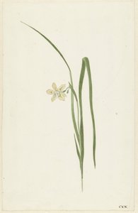 Iris av Cornelis van Noorde