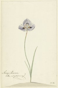 Iris av Cornelis van Noorde