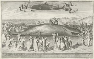 Spermhval strandet ved Egmond aan Zee, 1764 Cagelot eller Potwhale, lang ca. 60 fot, like nord for Egmond op Zee Strandet i live den 15. Feruary 1764. 1. mars der på auksjon Selges for 810 Guldens (tittel på objekt) av Cornelis van Noorde