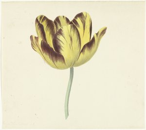 Tulipan kalt Bizard Le Febure No. 1 av Cornelis van Noorde