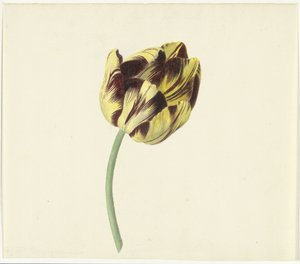Tulp kalte Bizard den romerske paven av Cornelis van Noorde