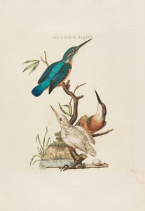 Nederlandske fugler: i henhold til deres husholdning, aert og eiendommer, 1770-1829. av Cornelius Nozeman