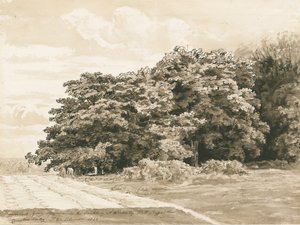 Wrottesley Hall - The Shrubbery: sepia-tegning, 1820 av Cornelius Varley
