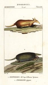 Aardvark og gigantisk beltedyr av Corsi Corsi