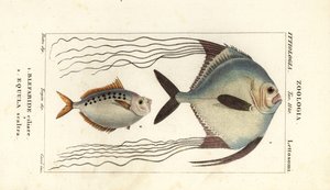Afrikansk pompano, Alectis ciliaris, Blepharis ciliaris, Blefaride ciliare 1 og hestefisk, Poulain ruse, Leiognathus equulus 2 av Corsi Corsi