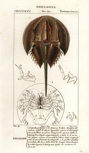 Atlantisk hesteskokrabbe, Limulus polyphemus